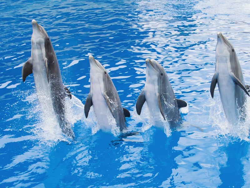 Pourquoi les dauphins nagent-ils devant les bateaux | Marineland